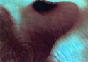 pink floyd meddle