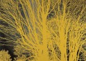 Nada-Surf-Stars