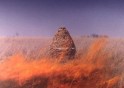 maccabees given to the wild