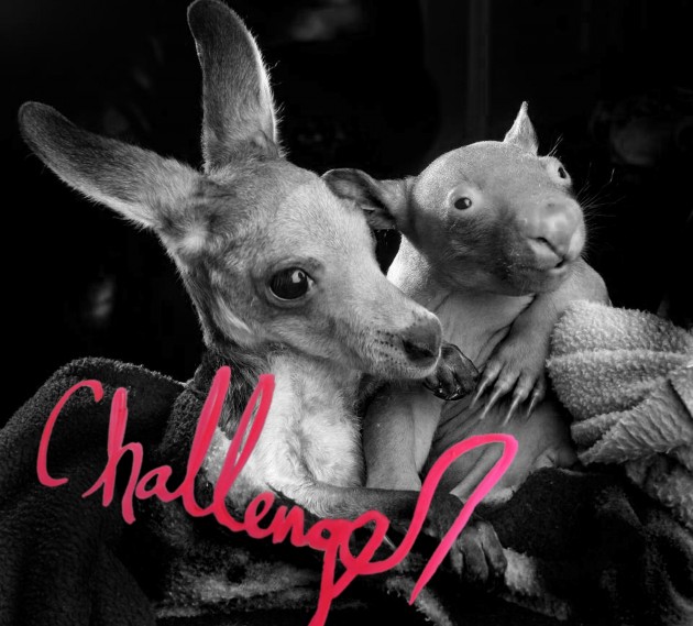Challenger cover