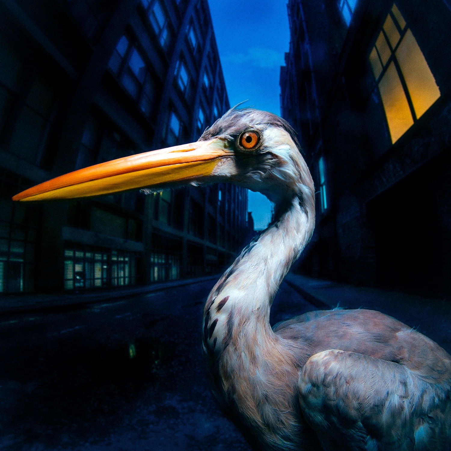 Album Review: Antony Szmierek – Decoding Birdsong